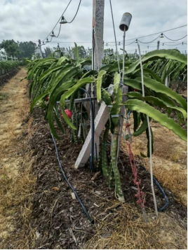 农业机械研究所在遂溪县建立秸秆综合利用农村科技特派员示范基地(1)(1)1036.png