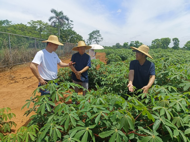 考察木薯试验基地1.png